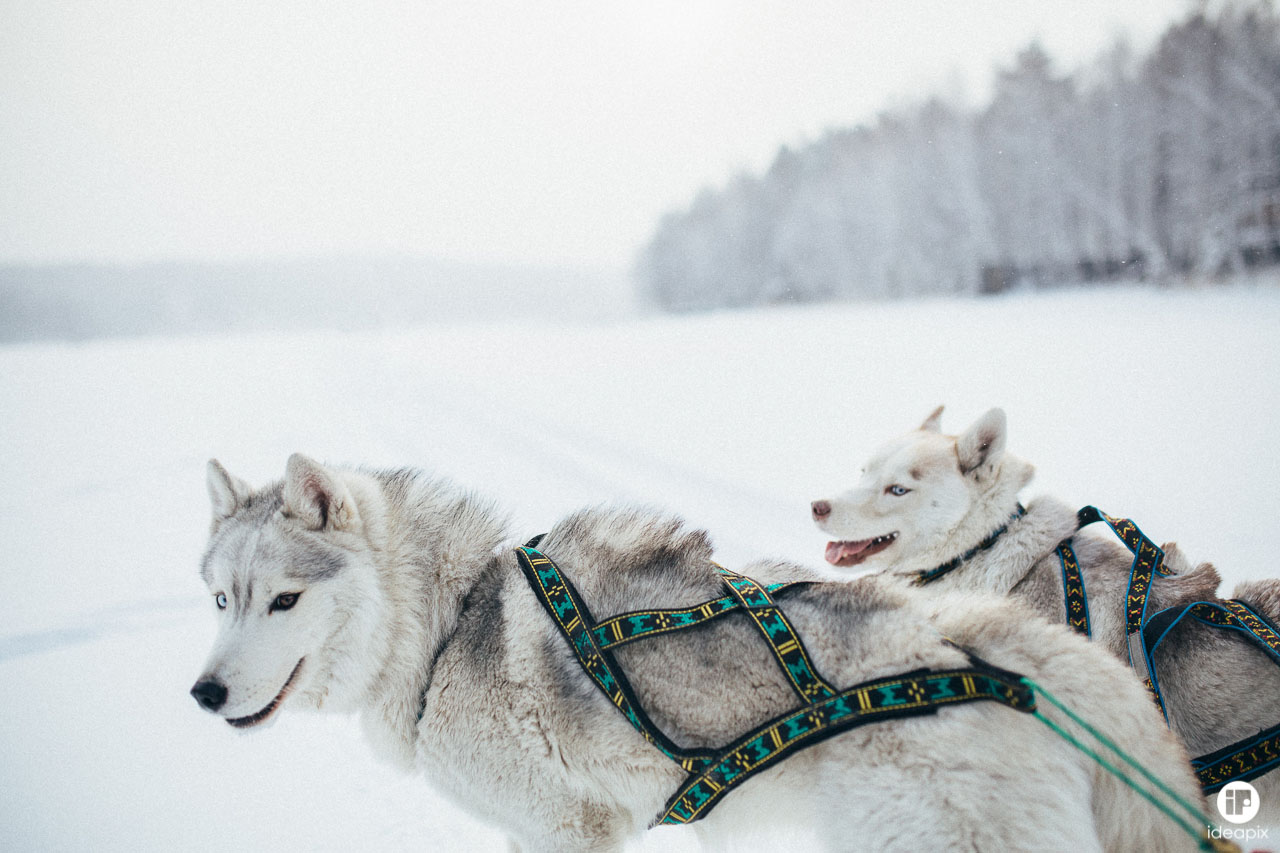 Собачьи упряжки на Байкале