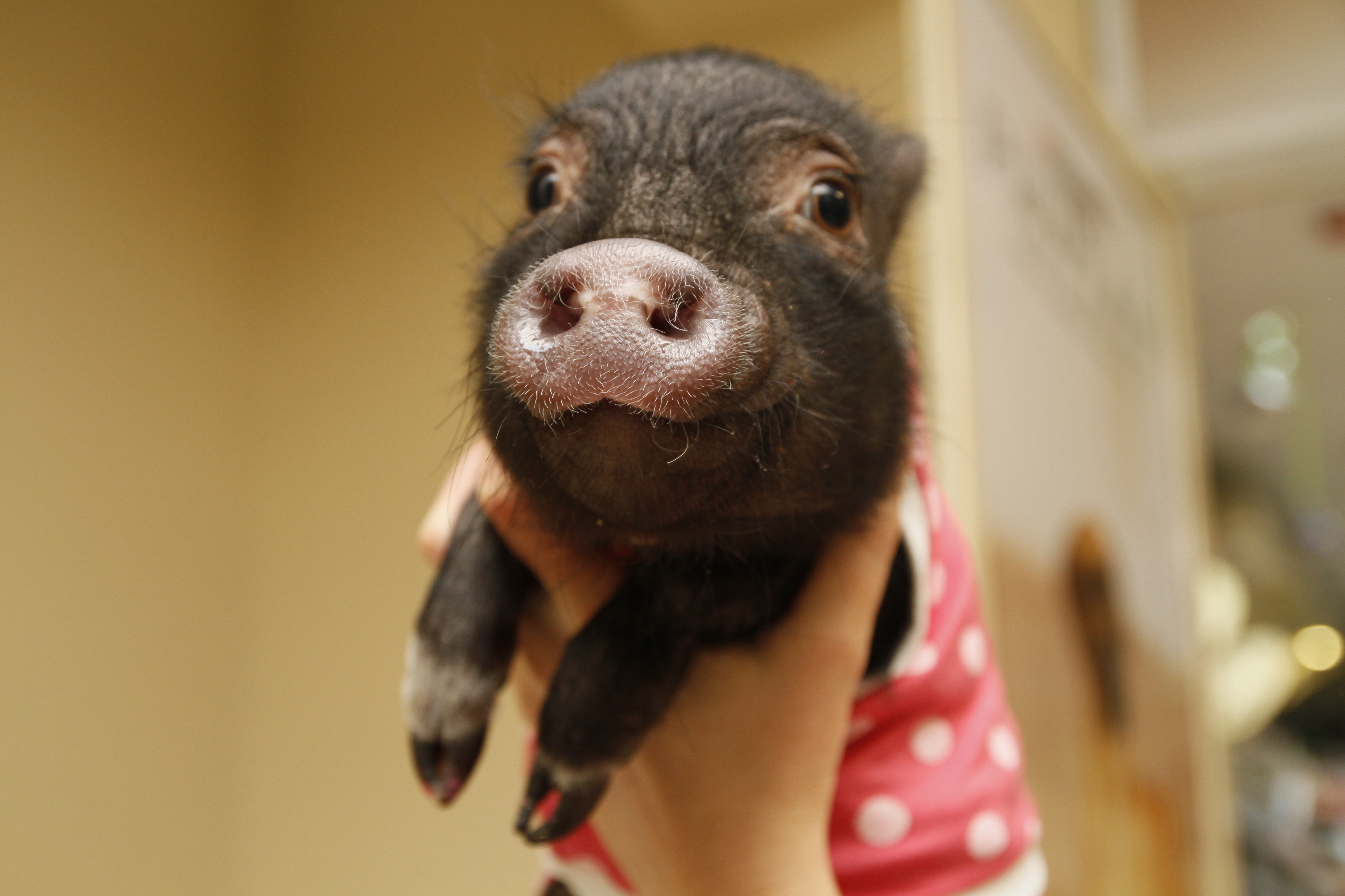 Cute black piglet