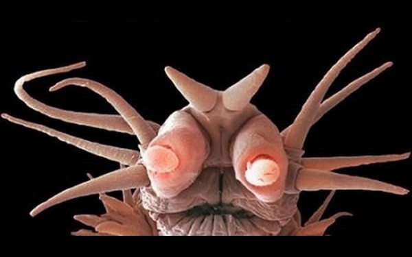 Помпейский червь — животное, существующее в условиях экстремально высоких подводных температур.