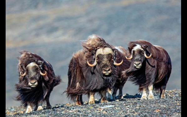Овцебыки и северные олени были завезены на о. Врангеля в 1950—1970-х и стали органической частью его животного мира. (Фото Эльстона и Жаклин Хил.)