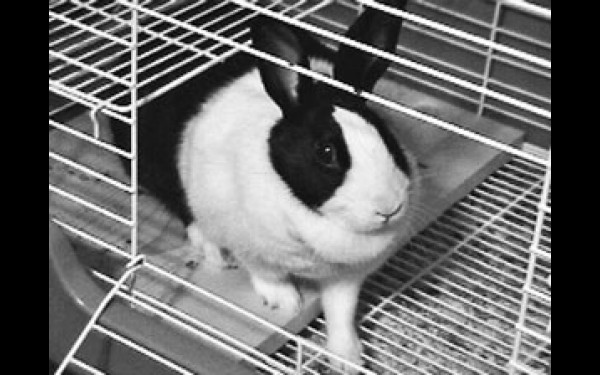 Разведение кроликов методом Михайлова: клетки, особенности конструкции, описание способа