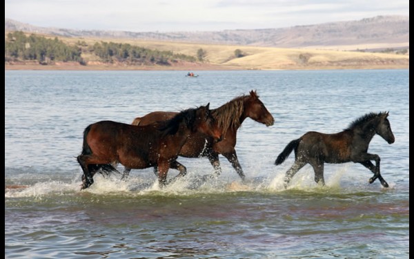 Во время обряда поклонения духам воды на водопой прискакали лошади. Как и появление орлов, это считается хорошим знаком