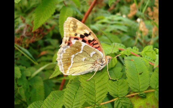 Бабочка Argynnis pandora — единственный экземпляр в Восточной Сибири