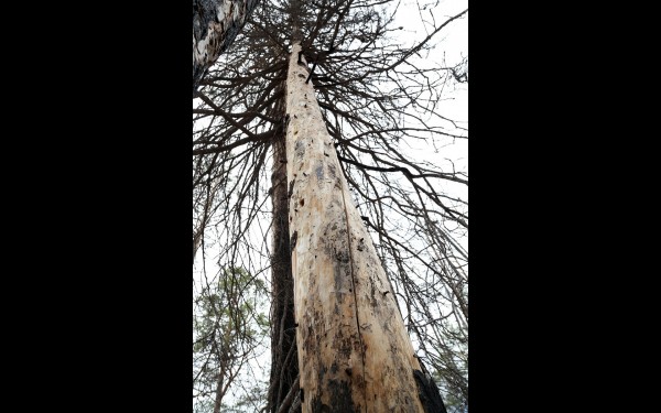 Поражённые стволовым вредителем деревья засыхают на корню