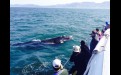 ЮАР. Наблюдение за китами
