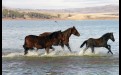 Во время обряда поклонения духам воды на водопой прискакали лошади. Как и появление орлов, это считается хорошим знаком