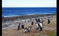 Пингвины на чилийском побережье