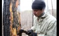 Начальнику отдела дистанционных наблюдений Центра защиты леса Иркутской области Игорю Сумину даже искать вредителей не надо — они практически на каждом стволе