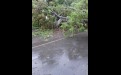 Микрорайон Солнечный в Иркутске, дерево упало на автомобиль