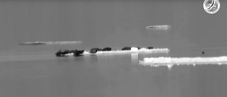 На этой неделе Байкальский музей СО РАН опубликовал видео, на котором запечатлено, как около 30 нерп буквально уплыли в Ангару на льдине. Представители музея отмечают, что залегание нерп на плавающих льдах — обычное явление. Весной животные линяют, а этот процесс лучше протекает под солнцем. Однако ученых удивило массовое появление нерп в истоке реки Ангары