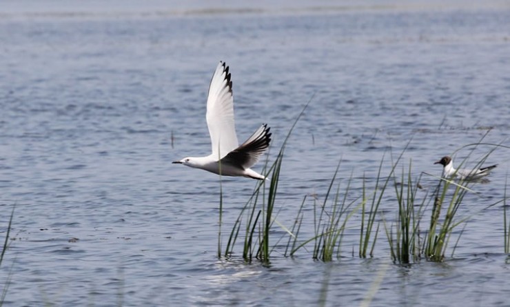 Довольно редкий в Прибайкалье морской голубок встретился в дельте Селенги