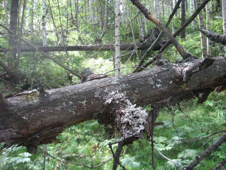 _Так выглядит лес на пути к месту, где 4 апреля 2016 года было найдено тело американского студента Колина Мэдсена. Сплошной бурелом. Причем это огромные деревья, вырванные с корнем. Их тяжело обходить и трудно через них перелезать