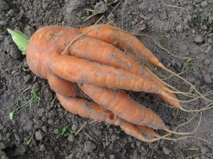 Как вырастить вкусную и ровную морковь - Российская газета