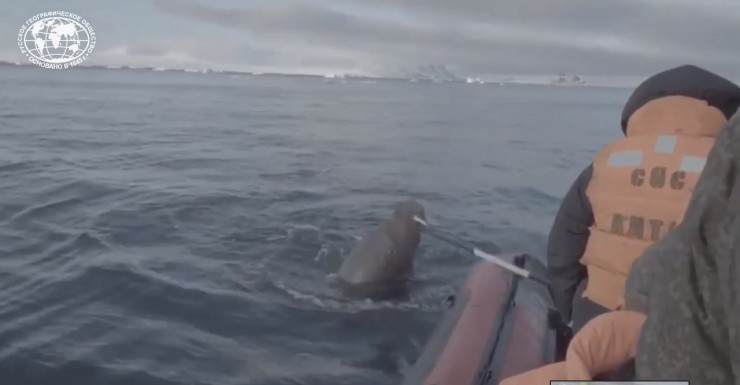 Моржи — самые опасные звери Севера, они каждый год атакуют небольшие лодки путешественников
