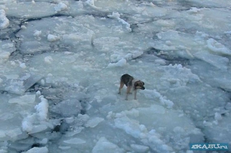 Снимки одиссеи иркутского пса, получились, к сожалению, не очень хорошего качества, но в Сети очень много аналогичных фотографий; единого мнения о том, что притягивает животных на плавучем льду, пока нет