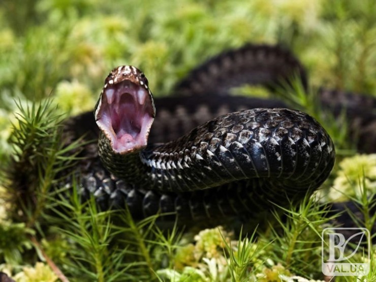 Сами змеи на людей не нападают. Но на гадюку можно нечаянно наступить и получить довольно опасный укус. 