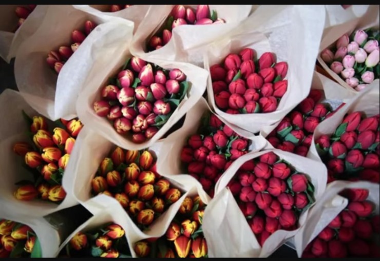 Собранные тюльпаны в преддверии праздника. Фото: Александр Кряжев, РИА Новости