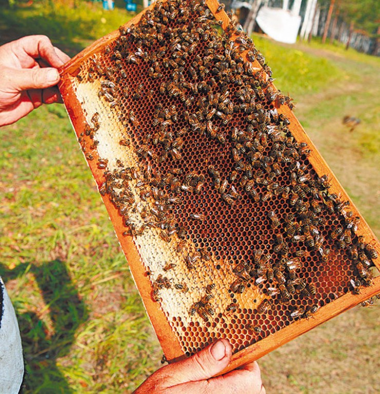Пчеловоды уверены, что чем суровее климат — тем качественнее полученный в нём мёд. В Иркутской области нет большого количества сортов мёда, но каждый из них полезен