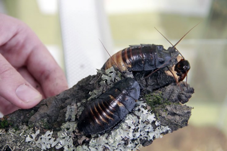 Мадагаскарские шипящие тараканы 