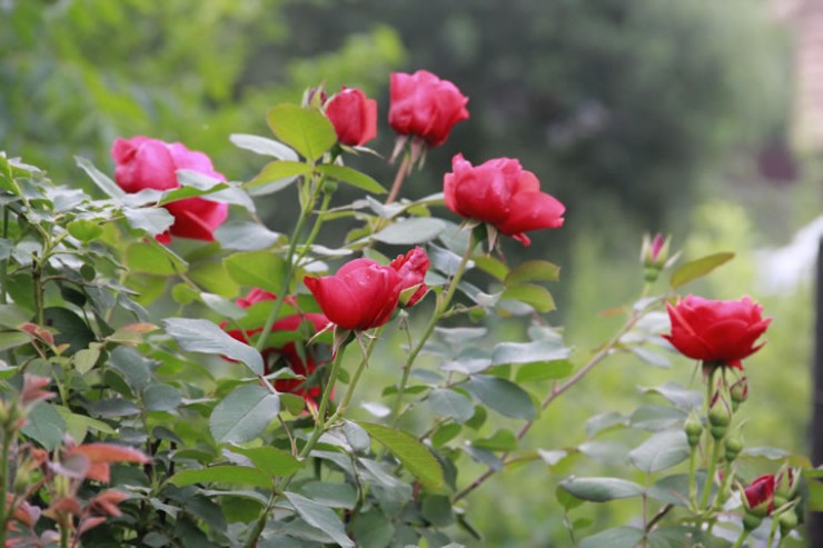 Мускусные розы и розы-ругозы отлично зимуют в грунте
