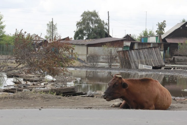 Та самая корова, которую сотрудники «К-9», сняв с крыши, спасли во время наводнения