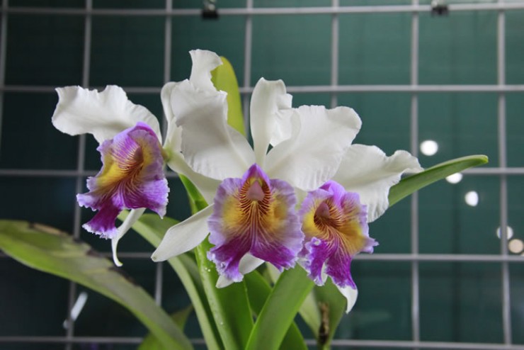 Каттлеи называют королевами среди орхидей