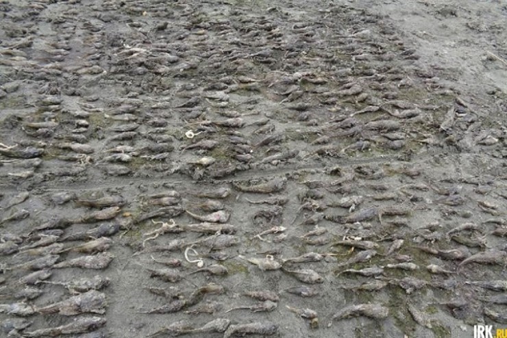 Учёные выловили погибших рыб из воды и разложили на берегу для подсчёта