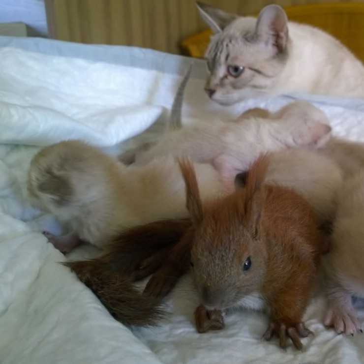 Кошка Даша внимательно смотрит за всеми своими шестерыми детьми