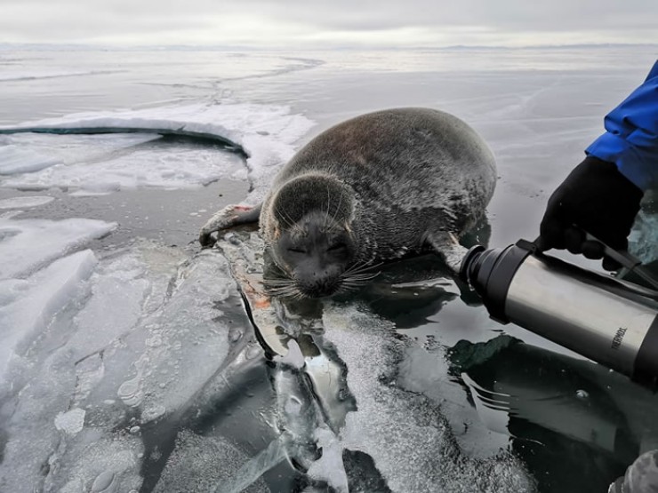 Лапы нерпы примерзли ко льду, освободить животное было непростым делом. 