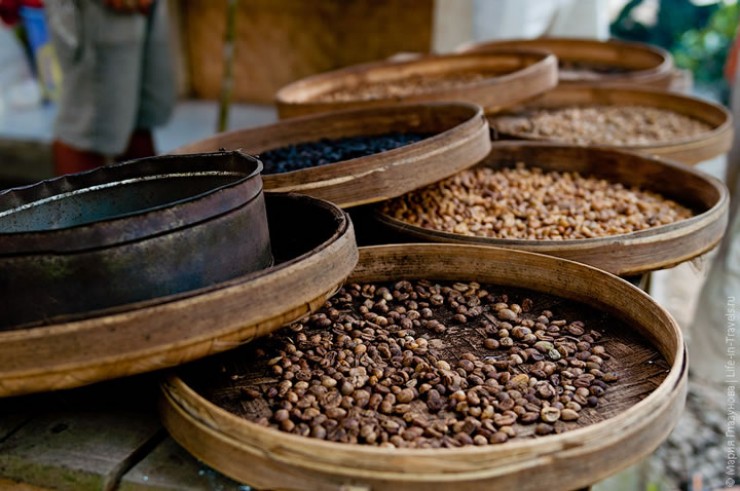 Самым дорогим в мире считается кофе, который делают из помёта диких мусангов