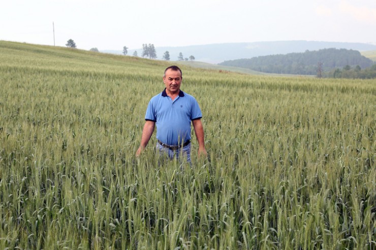 «Пшеница в этом году уродилась знатная, — говорит Салом Кахаров. — Центнеров сорок с гектара точно соберём… Год назад было более чем в два раза меньше»