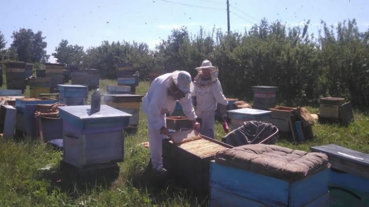 В этом году пчеловоды приступили к работе пораньше. Они предполагают, что основной медосбор начнется в конце июня.