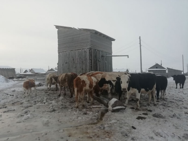 Жители деревень в основном живут за счет личного подсобного хозяйства, поэтому в их подворьях по 20—30 коров