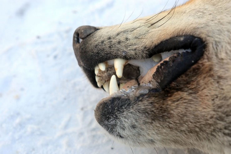 Клыки — главное оружие волка