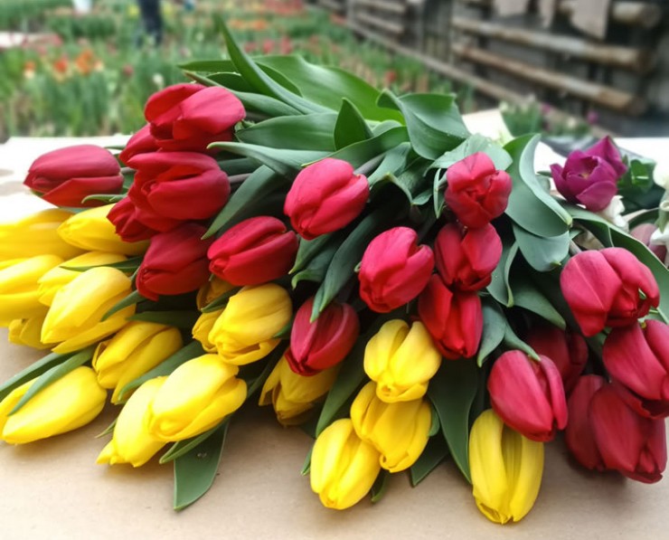 29 сортов тюльпанов вырастили в Иркутске. Среди них есть даже махровые.