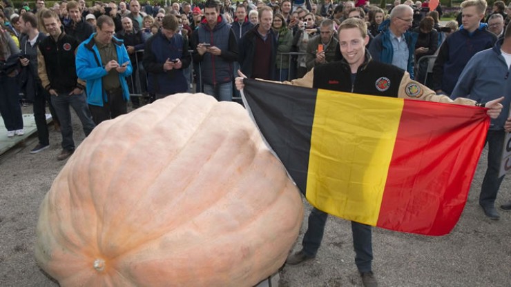 Самую большую тыкву в 2016 году вырастил фермер из Бельгии Матиас Виллемайнс. Ее вес — 1190 килограммов. Результат внесли в Книгу рекордов Гиннесса, а самому садоводу присвоили звание чемпиона Европы по тыквенному взвешиванию.