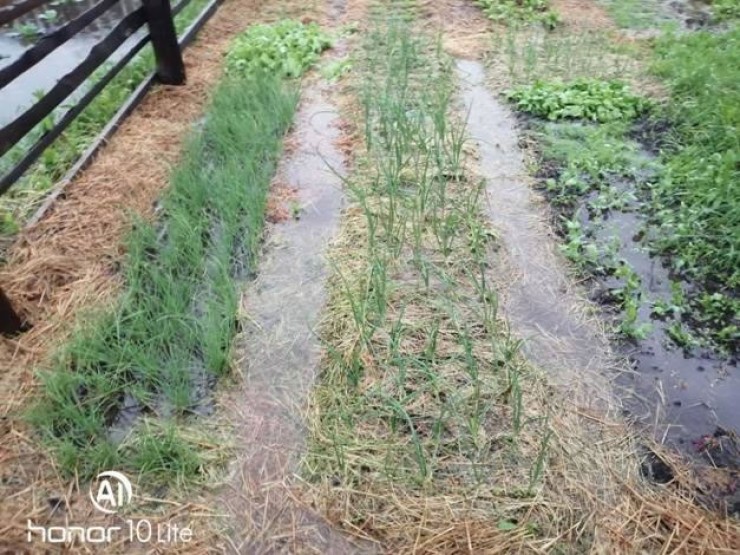 Восстановить огороды следующим летом помогут эффективные микроорганизмы