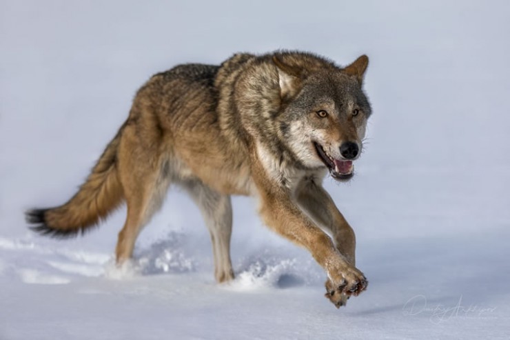 Сейчас в Иркутской области насчитывается 5,5 тысячи волков