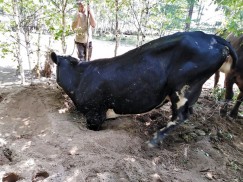 Некоторые коровы, спасаясь, завязли в грунте.  Освобождали их от плена с помощью лопаты