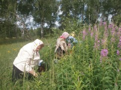 Иван-чай в Иркутской области заготавливают и продают в Германию и Мексику