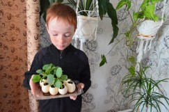 Второклассник Никита Курленко вырастил рассаду огурцов в яичной скорлупе