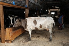 В стаде фермеров из села Игжей около полутора тысяч голов крупного рогатого скота