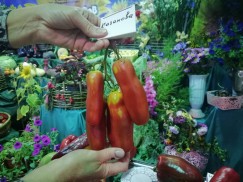 В прошлом году самым популярным среди садоводов был томат сорта Казанова.