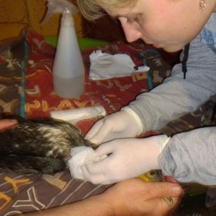 После операций, которые провела ветеринар Анна Вайнюнас, птица смогла поесть.