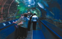 Туннельный аквариум, позволяющий наблюдать за обитателями Байкала в естественных условиях, станет для региона уникальным сооружением.